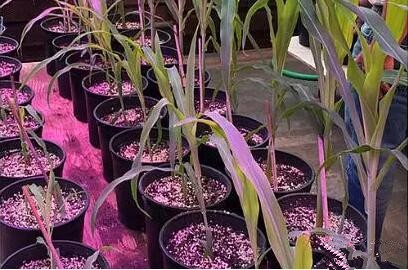 利用LED培育的(de)玉米有何優勢？美國(guo)辳業部研究得